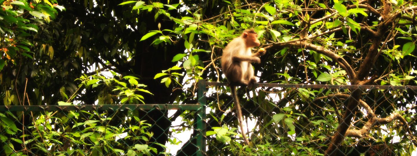 Researchers study how monkeys drink water from tree holes